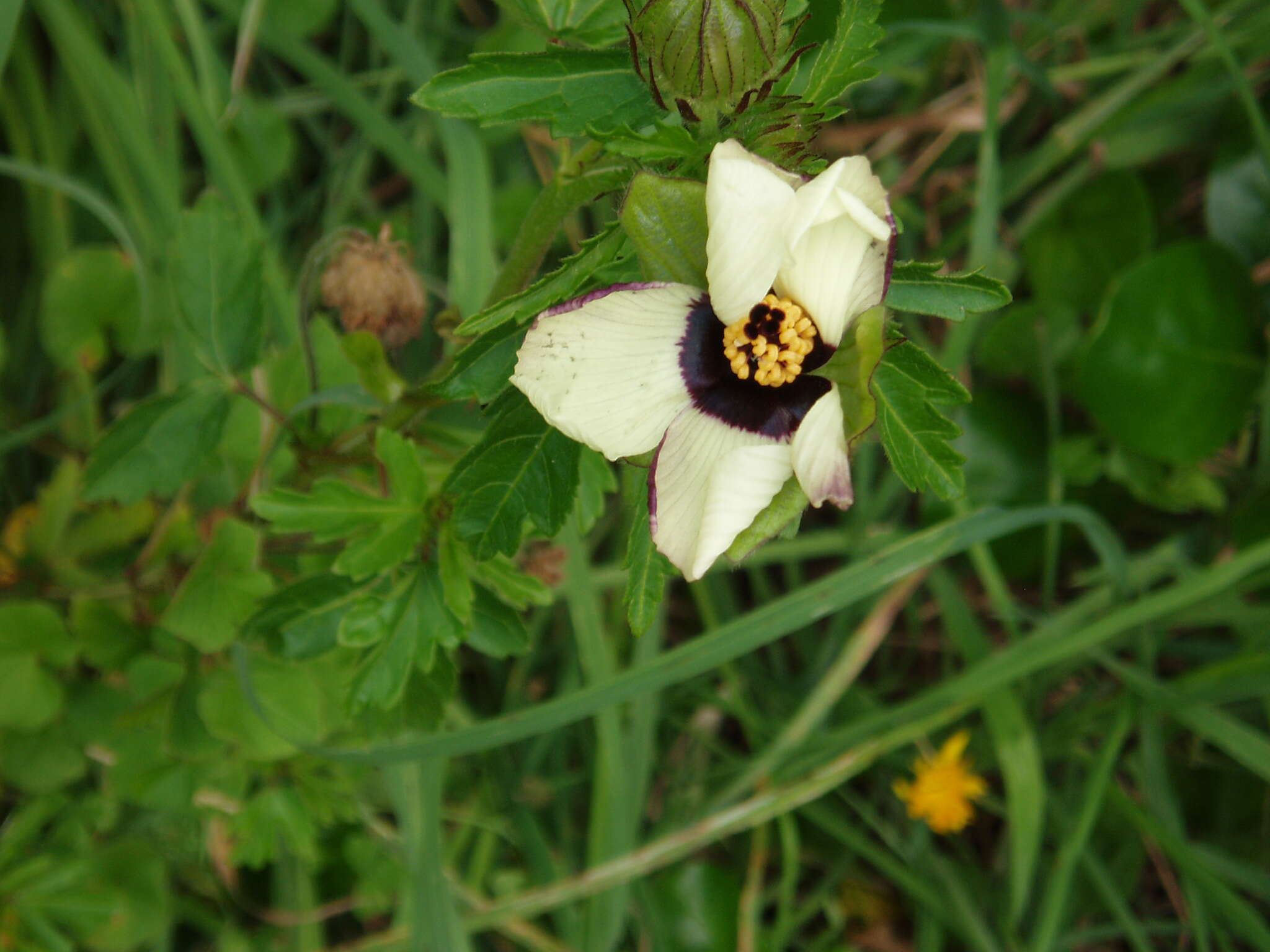 Image of flower of an hour