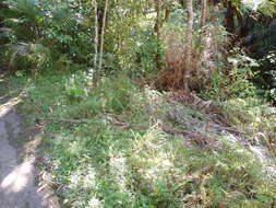 Image of Latin American Fleabane