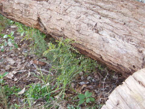 Sivun Acacia prominens A. Cunn. ex G. Don kuva