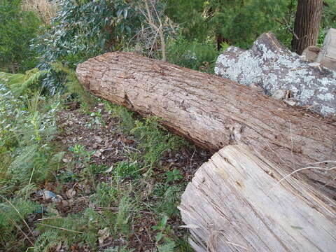 Image of goldenrain wattle