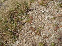 Image of Siberian pygmyweed