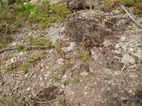 Image of Siberian pygmyweed