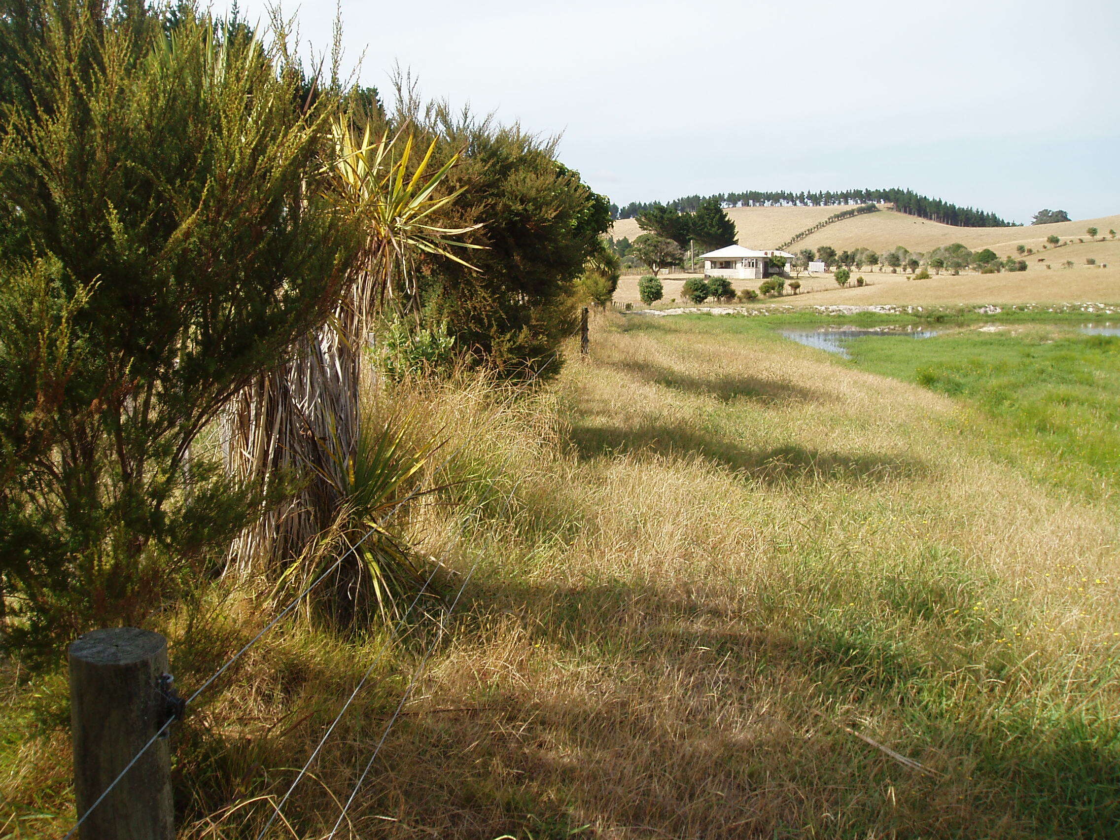 Image of Crested dogstail grass