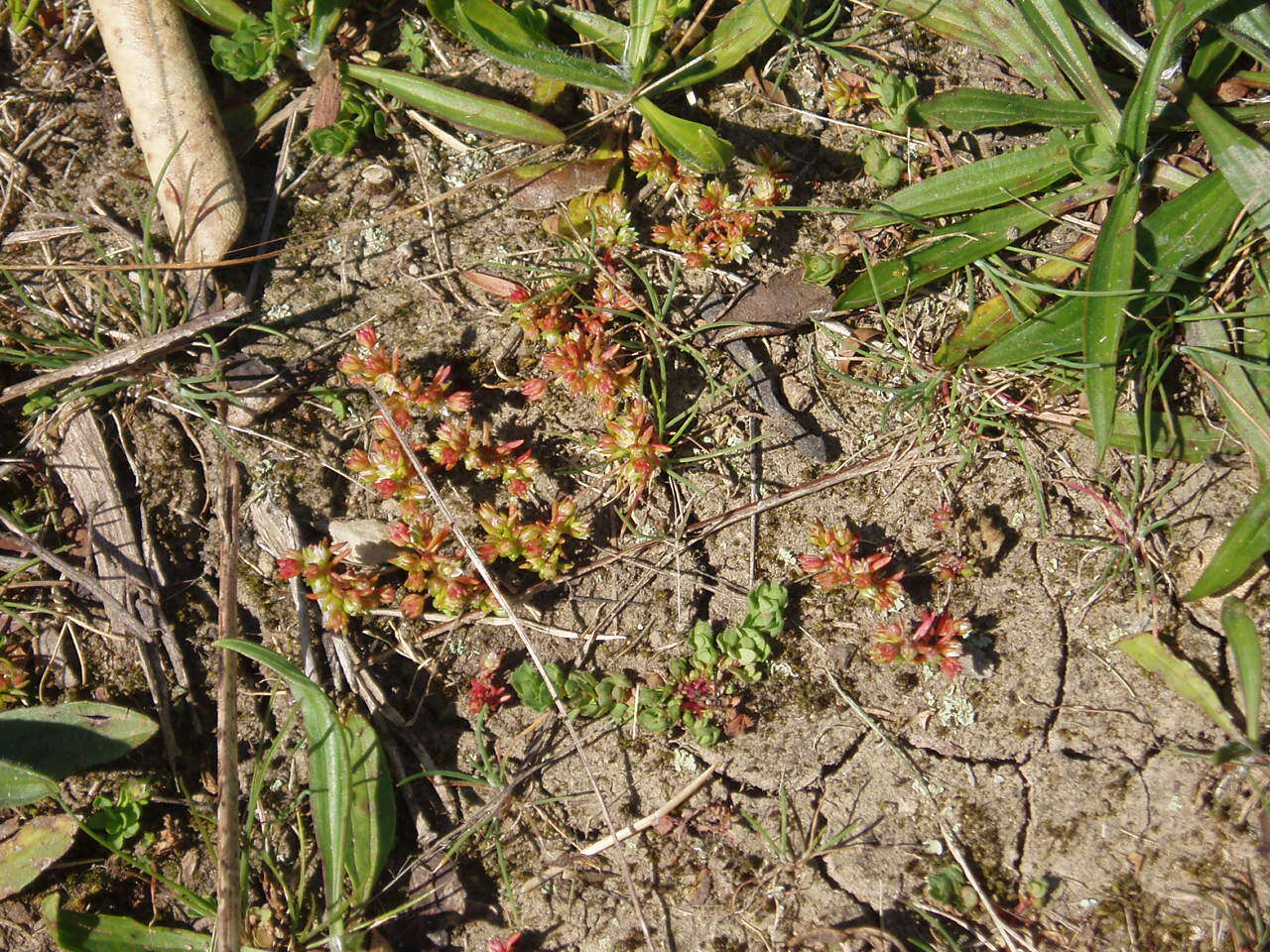 Crassula decumbens Thunb. resmi