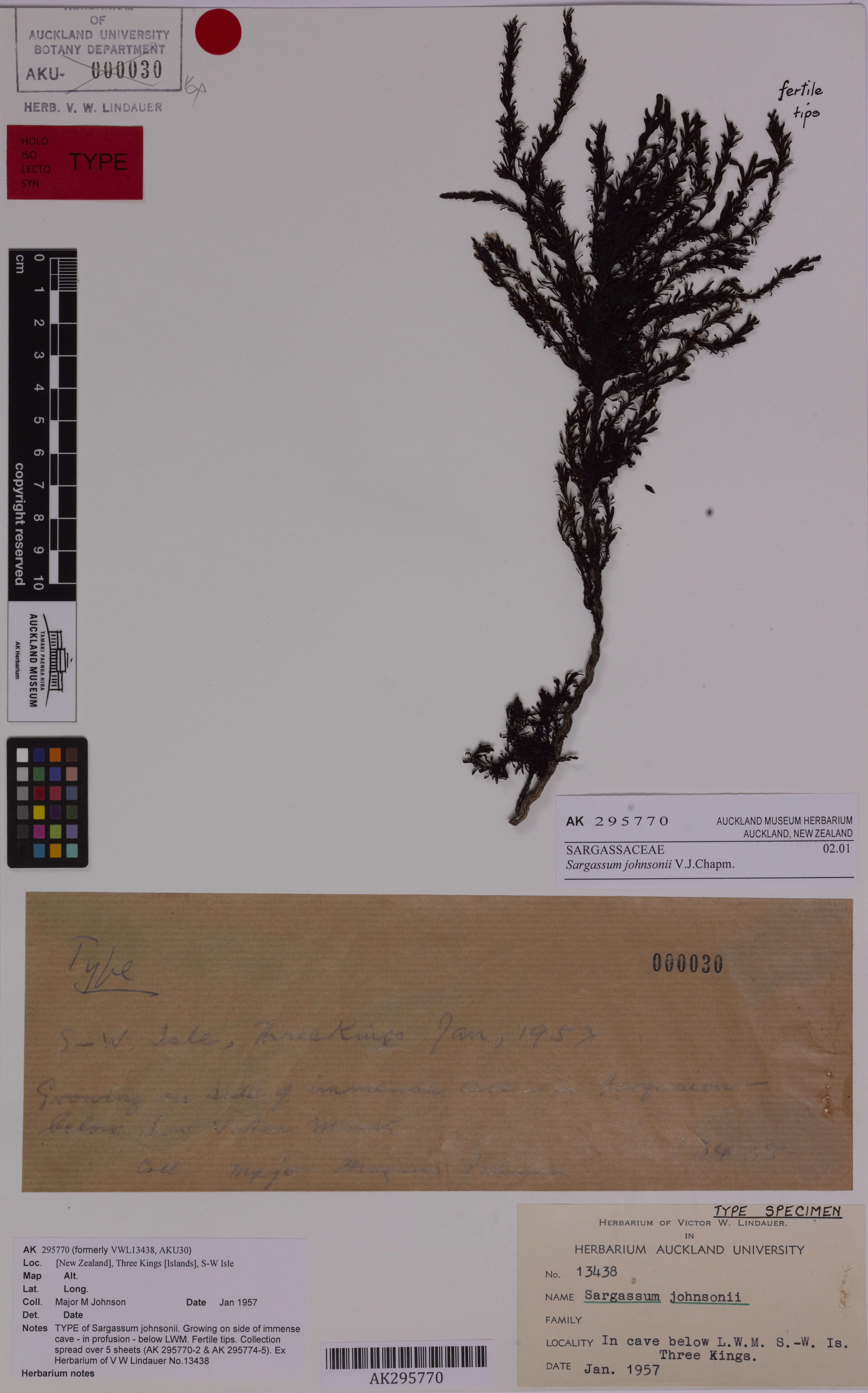 Image of Sargassum johnsonii V. J. Chapman 1961