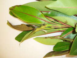 Image of Ficus watkinsiana F. M. Bailey