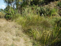 Image of Machaerina rubiginosa (Biehler) T. Koyama