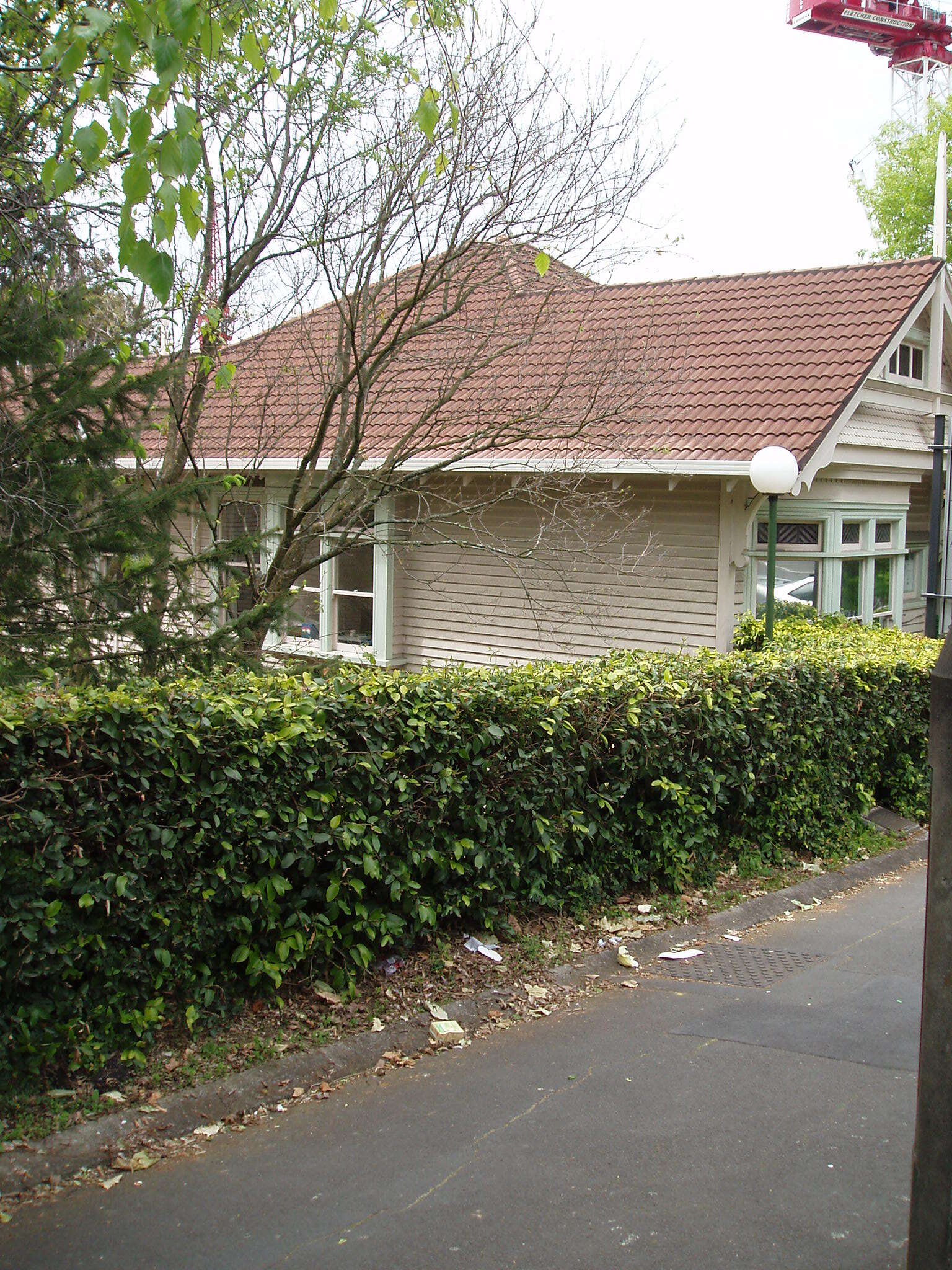 Image of three-toothed maple