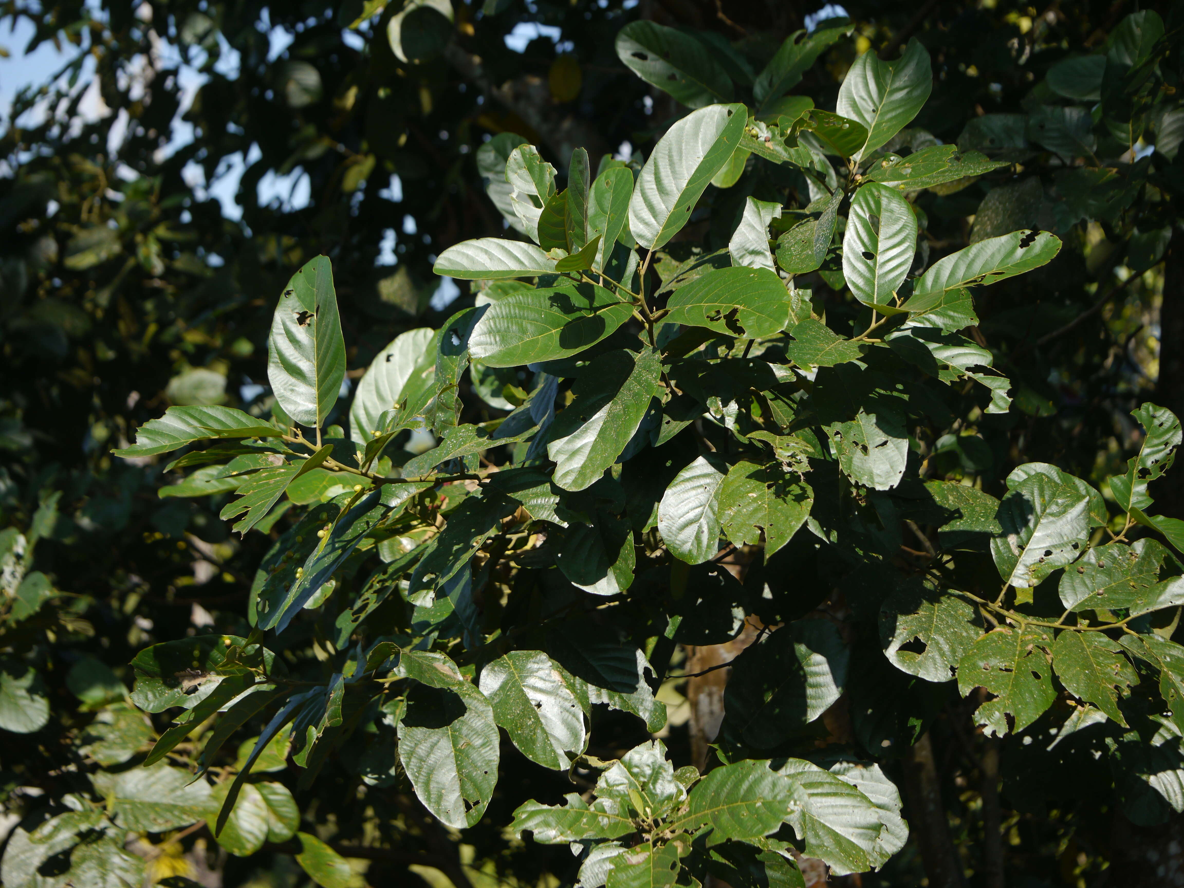 Image of Litsea monopetala (Roxb. ex Baker) Pers.