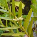 Image of Dendrobium guamense Ames