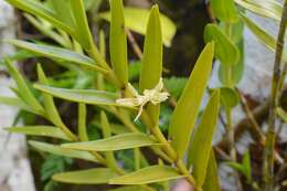 Dendrobium guamense Ames resmi