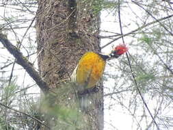 Image of Black-rumped Flameback