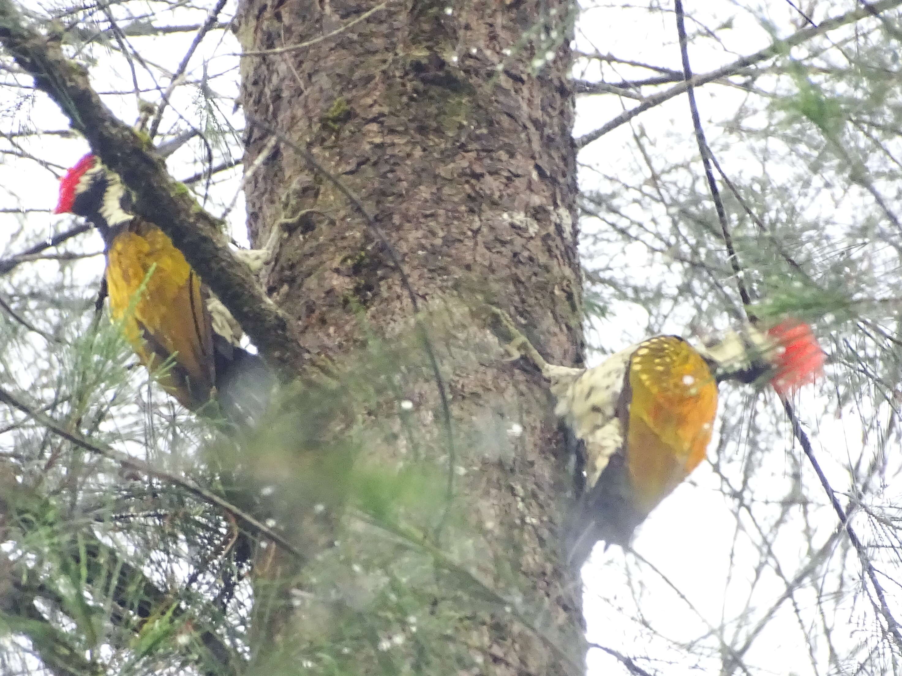 Image of Black-rumped Flameback