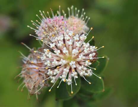 Image of Leucospermum bolusii Gand.