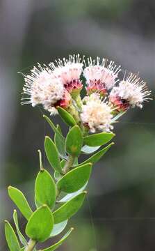 Image of Leucospermum bolusii Gand.