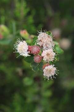 Image of Leucospermum bolusii Gand.