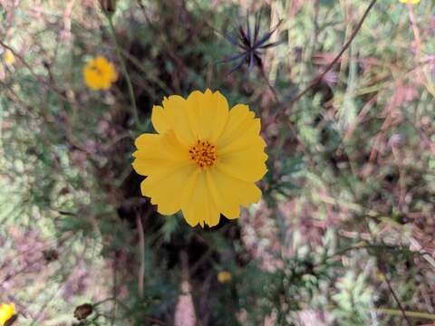 Image of sulphur cosmos