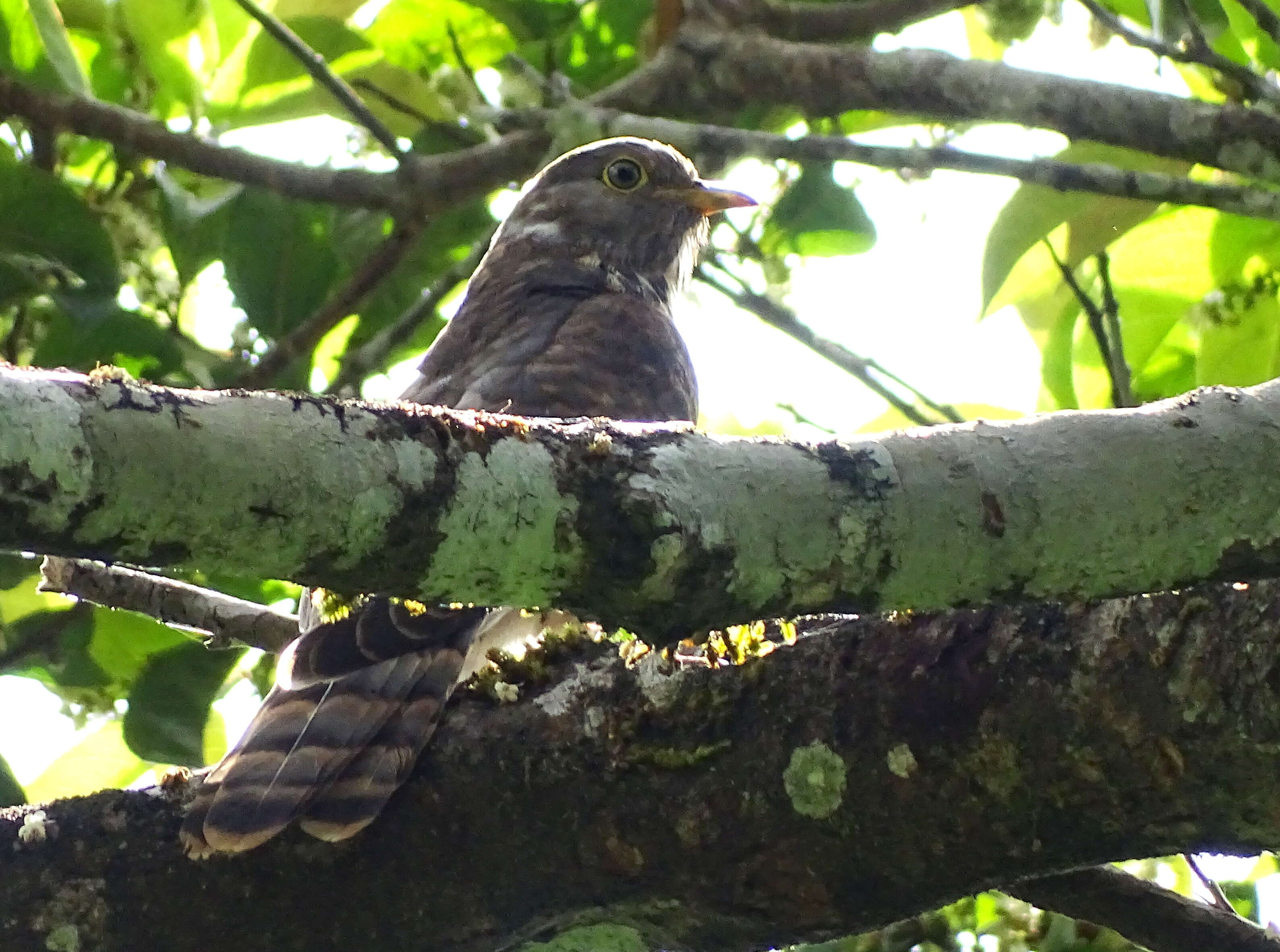 Image of Common Hawk Cuckoo