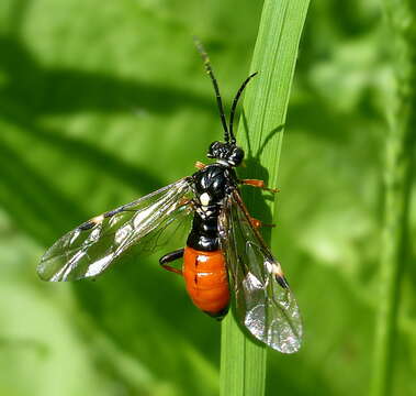 Image of <i>Tenthredopsis scutellaris</i>