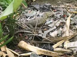 Image of Varanus niloticus