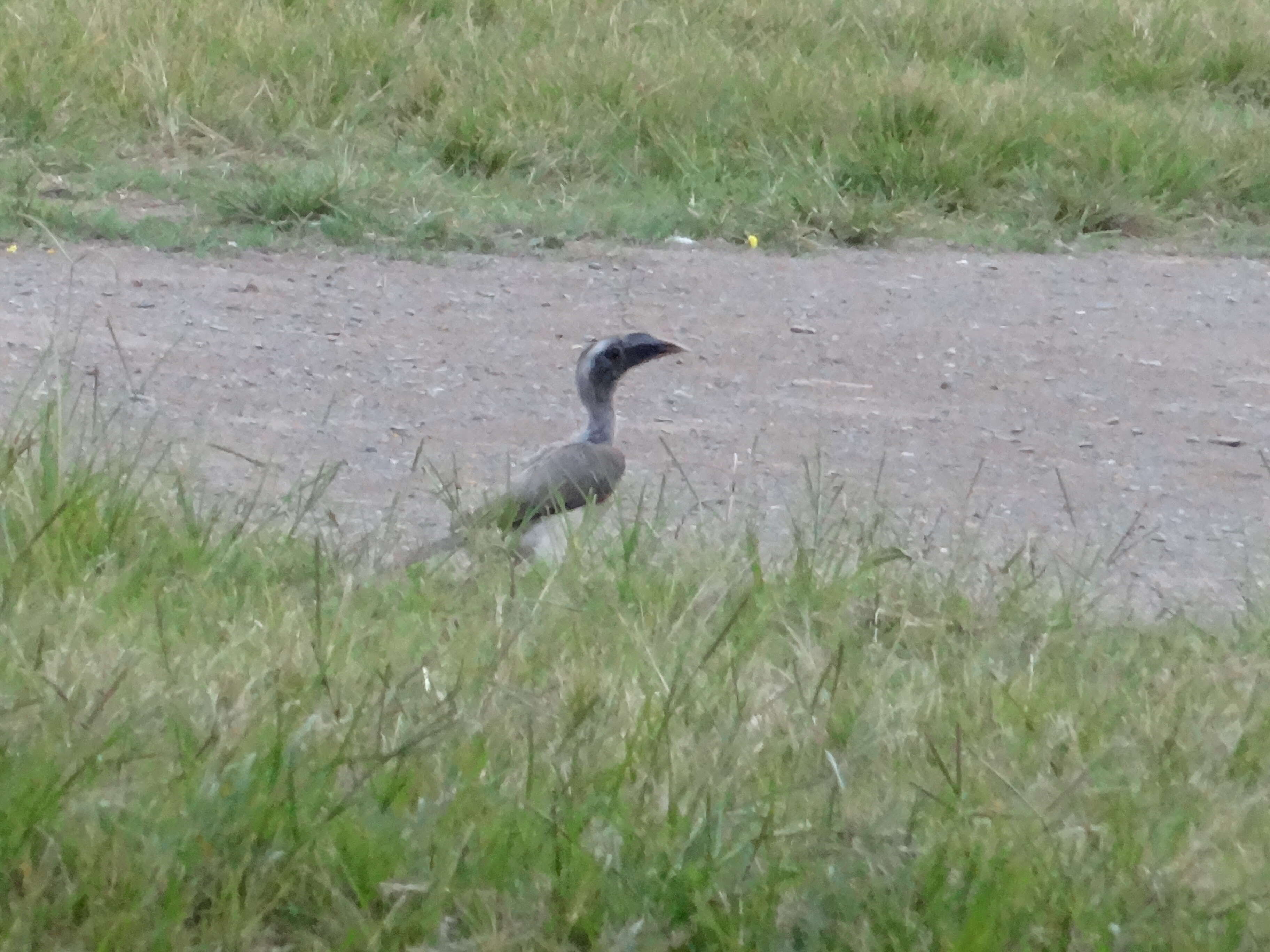 Image of Indian Grey Hornbill