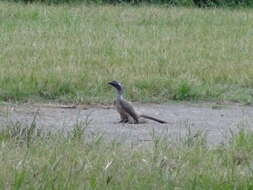 Image of Indian Grey Hornbill