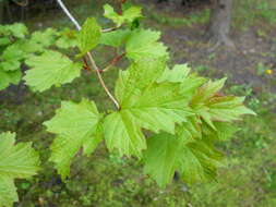 Image of Sargent's Viburnum