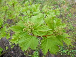 Image of Sargent's Viburnum