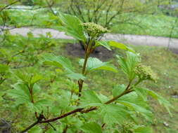 Image of Sargent's Viburnum