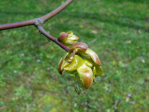 Слика од Tilia americana var. heterophylla (Vent.) Loudon