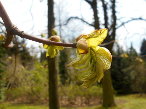 Слика од Tilia americana var. heterophylla (Vent.) Loudon