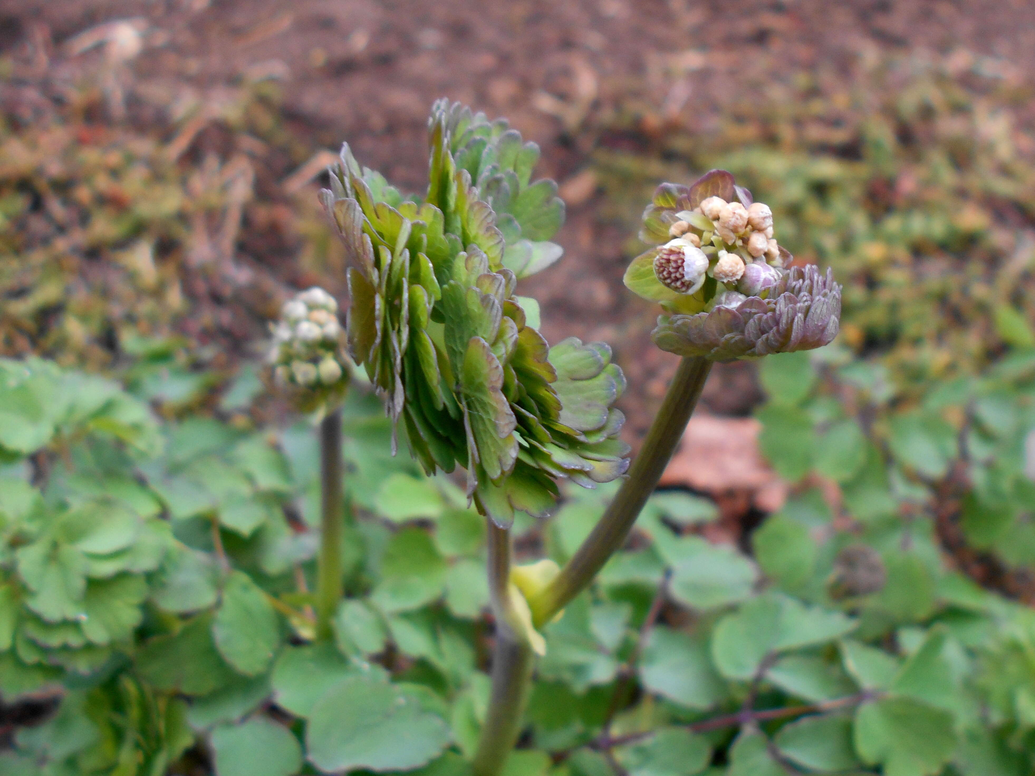 Image of Thalictrum aquilegiifolium