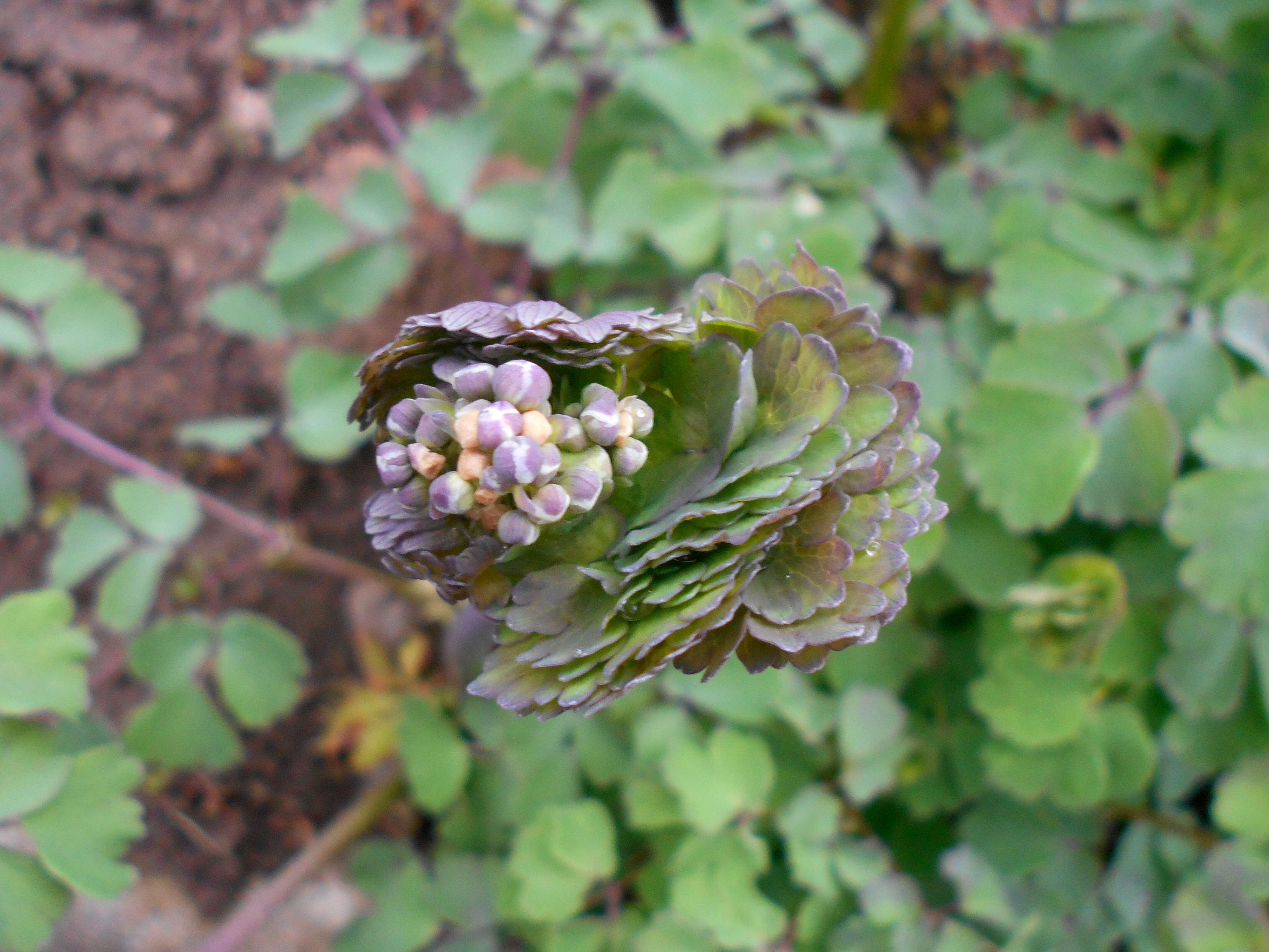 Image of Thalictrum aquilegiifolium