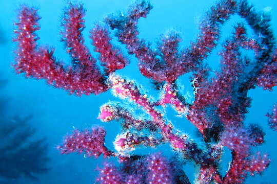 Image of chameleon sea fan