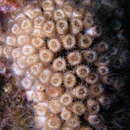 Image de Cladocora caespitosa