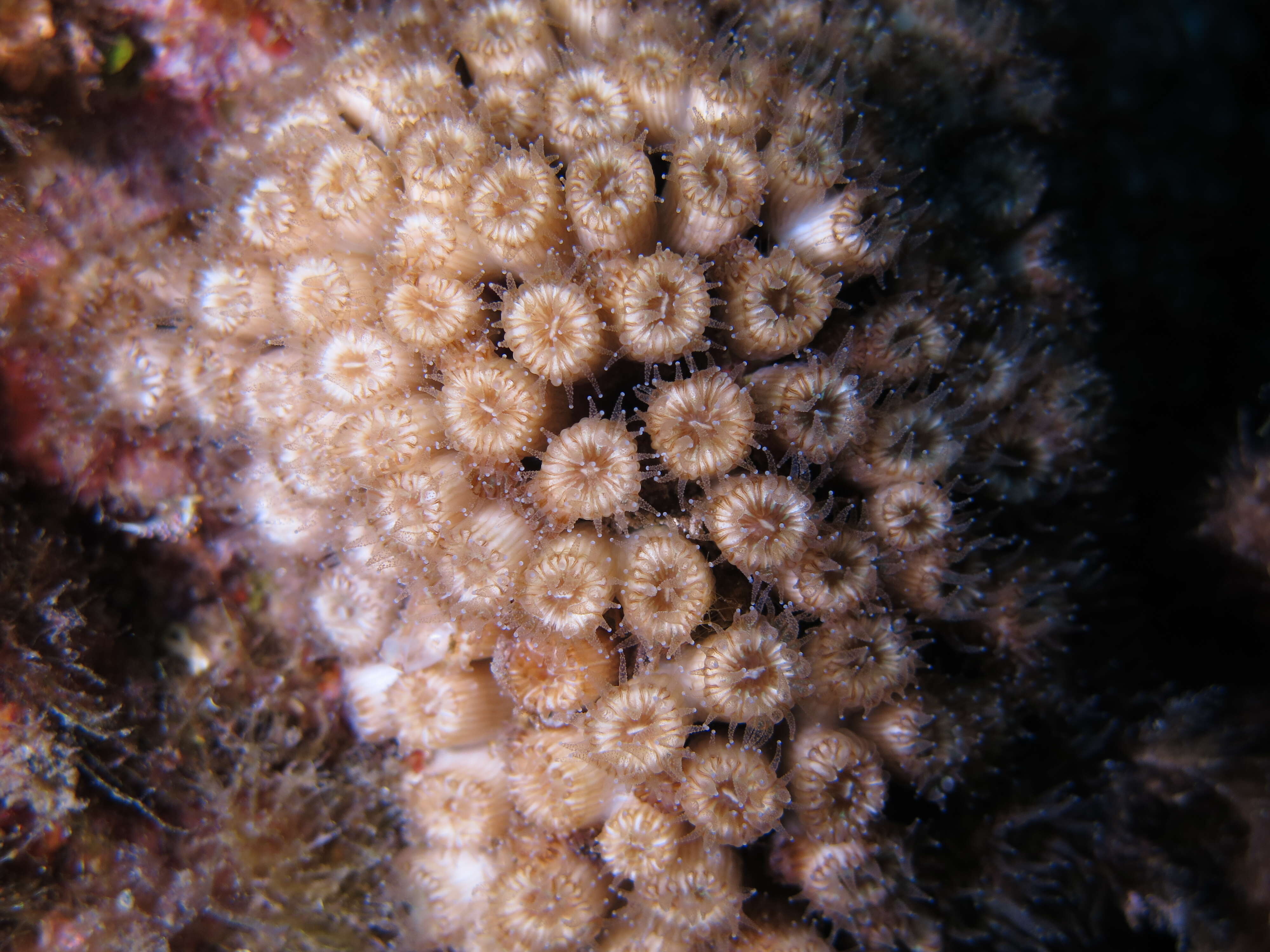 Image of Cladocora caespitosa