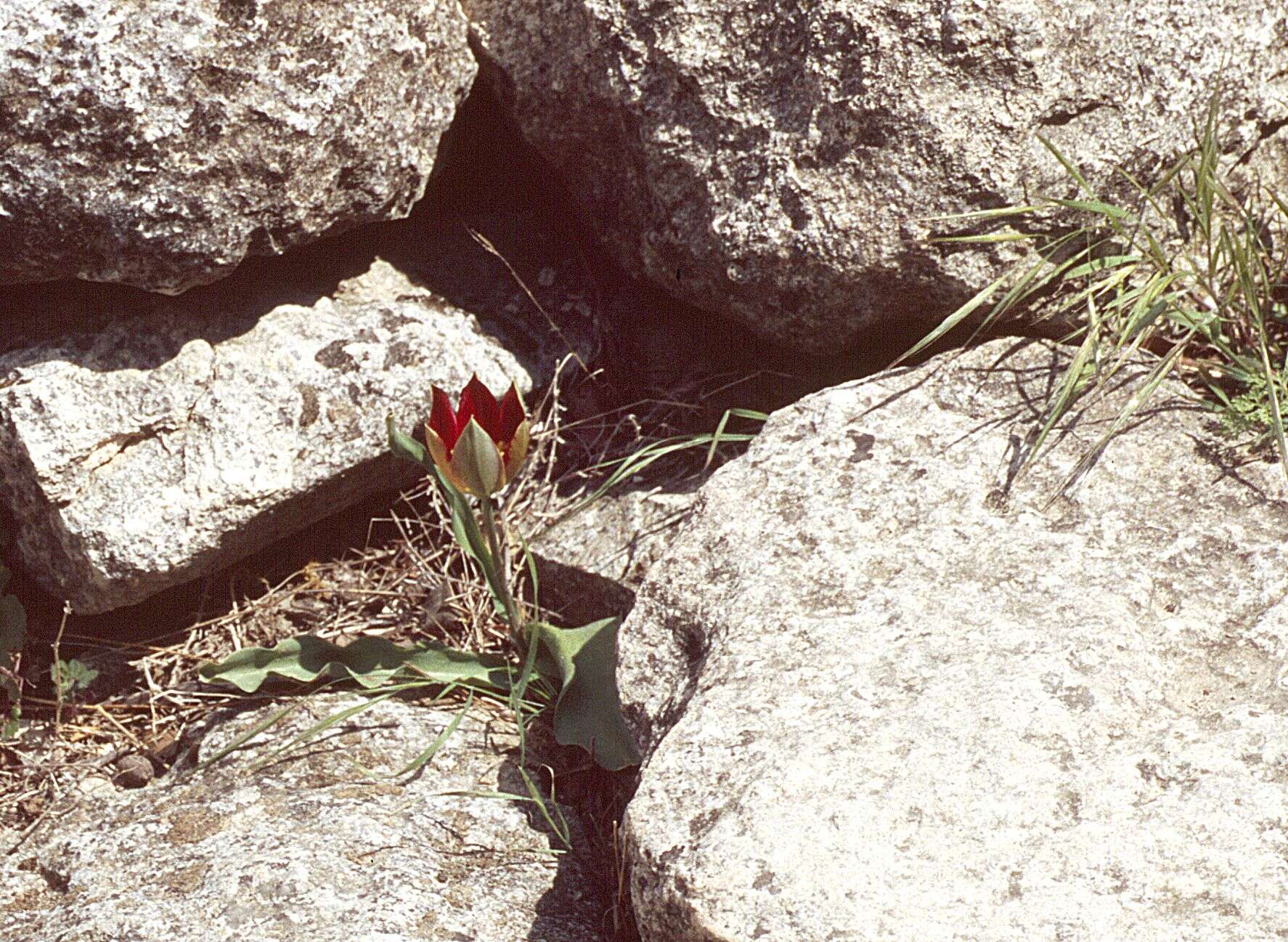 Image de Tulipa orphanidea Boiss. ex Heldr.