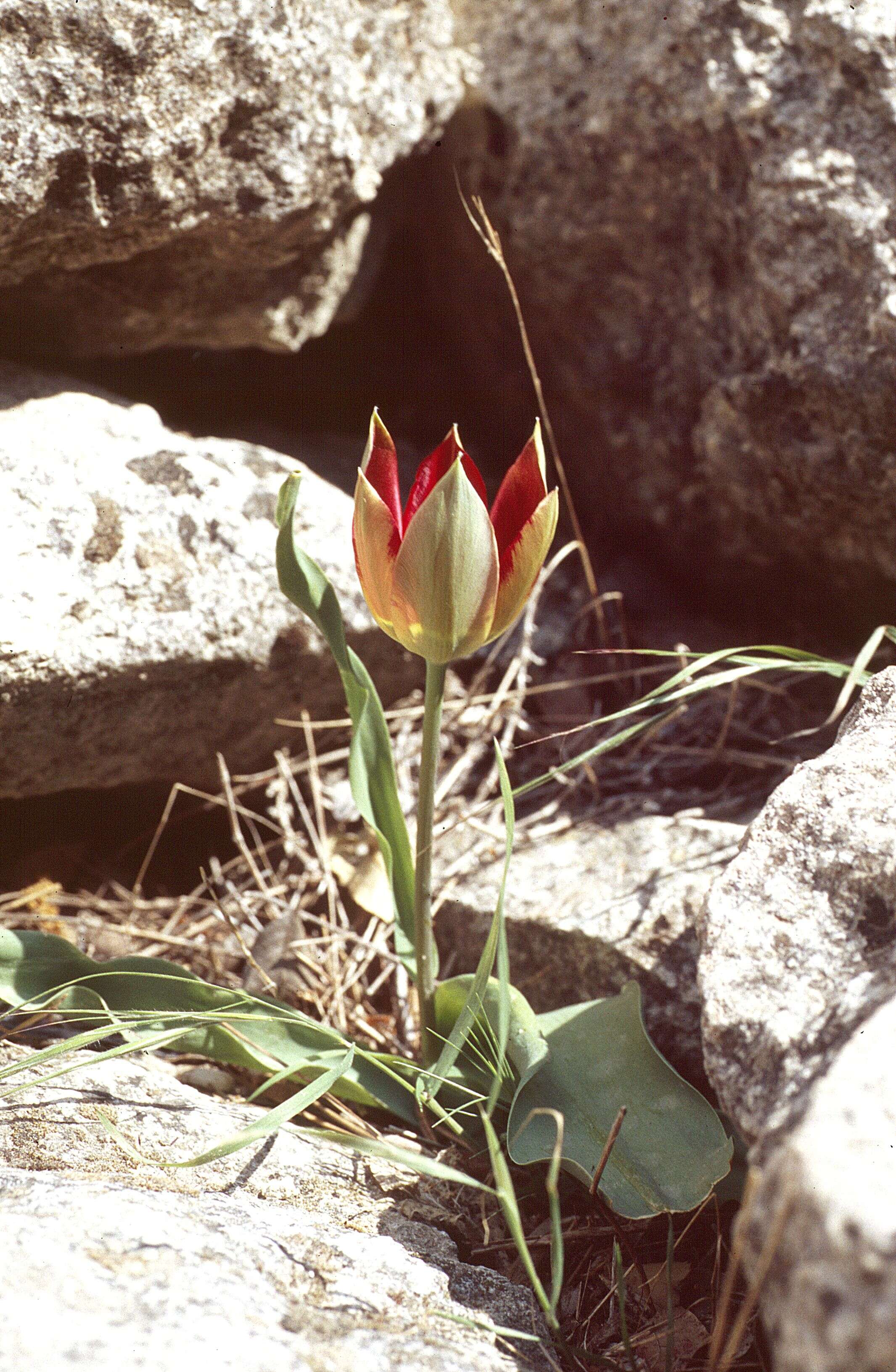 Image de Tulipa orphanidea Boiss. ex Heldr.