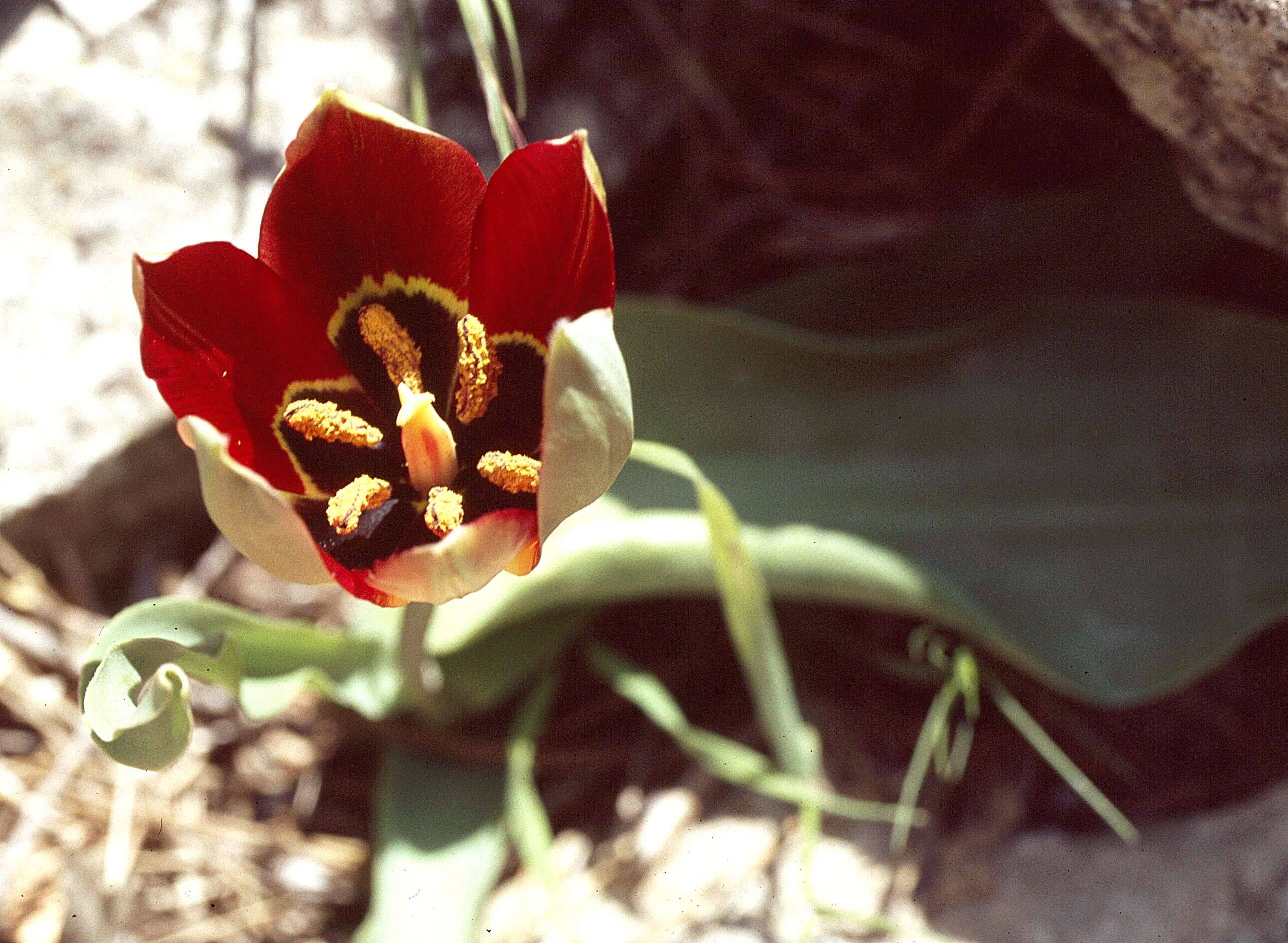 Image of orange wild tulip