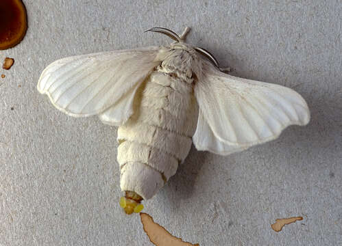 Imagem de Bombyx mori Linnaeus 1758