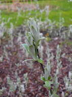 Image of Salix lapponum L.