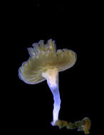 Image of cabbage-head jellyfish