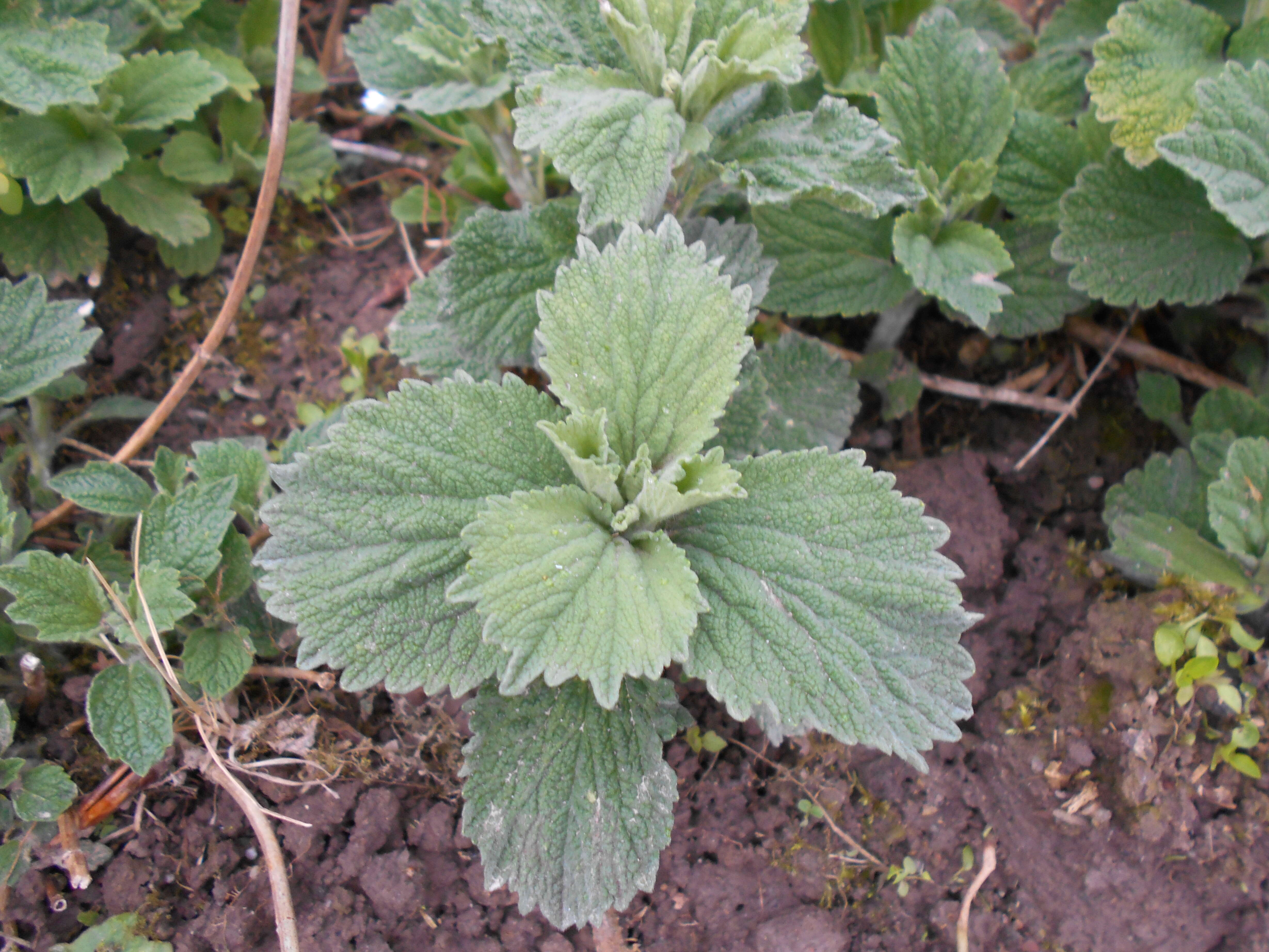 Image of horehound