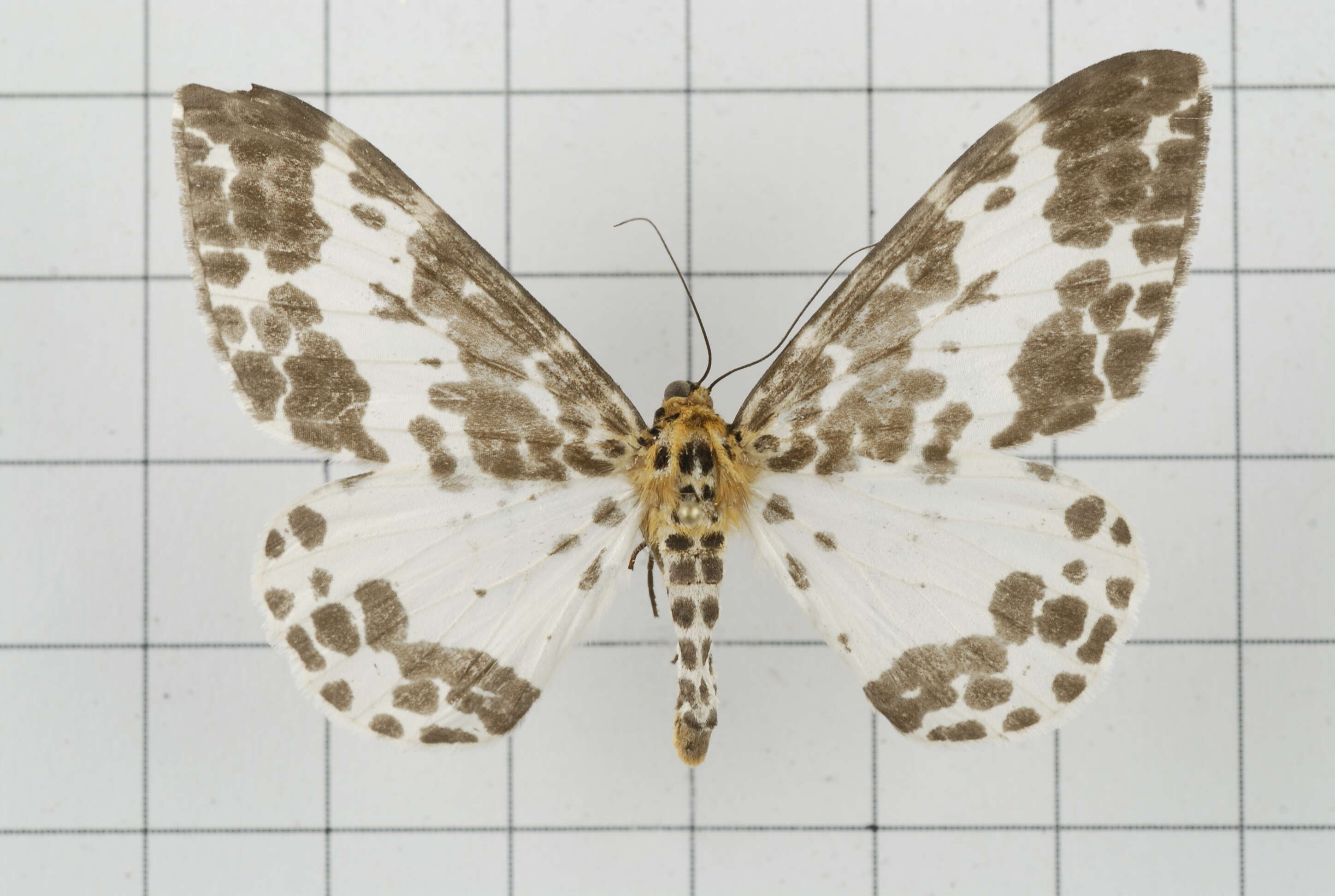 Image of Dilophodes baria