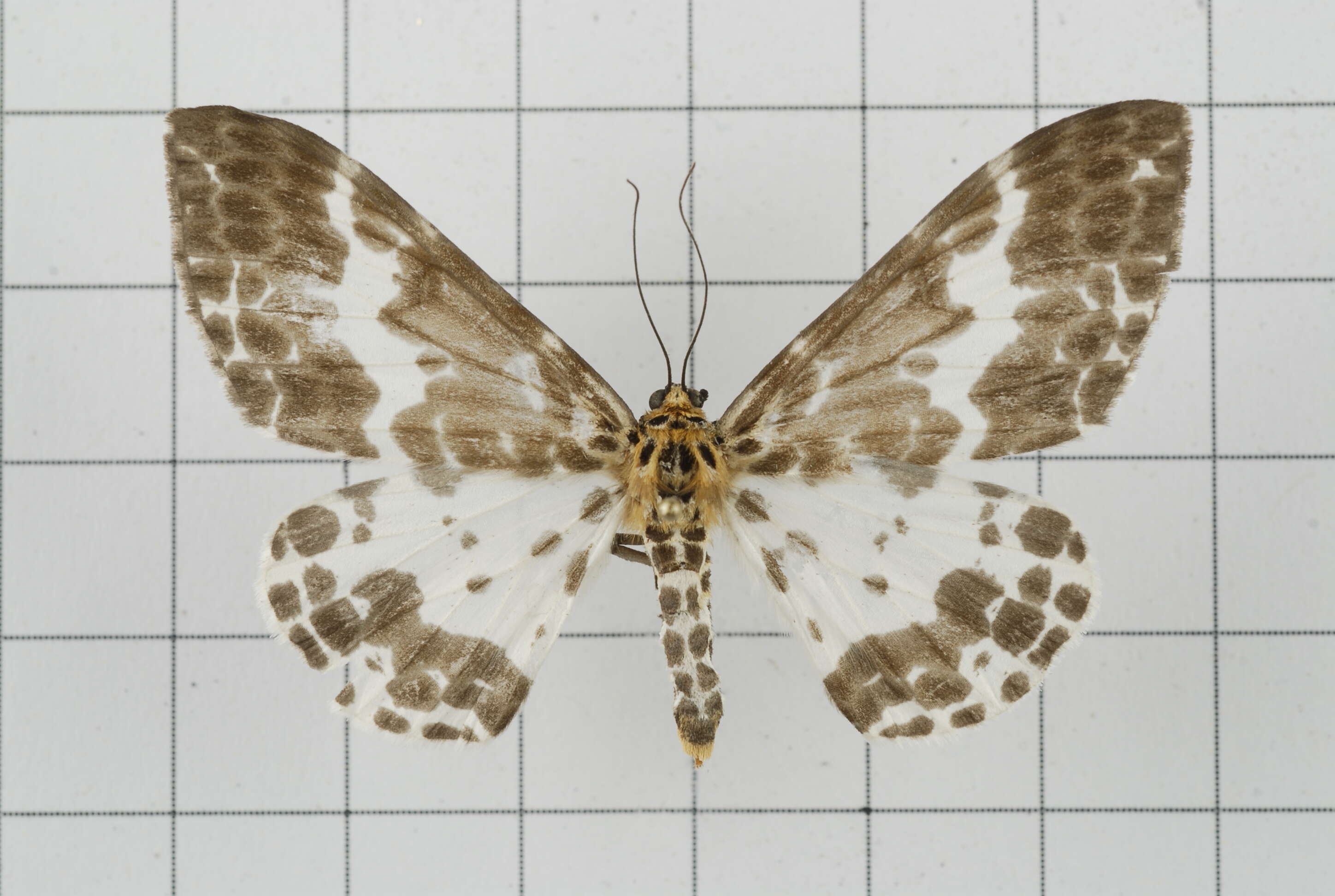 Image of Dilophodes baria