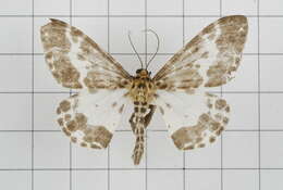 Image of Dilophodes baria