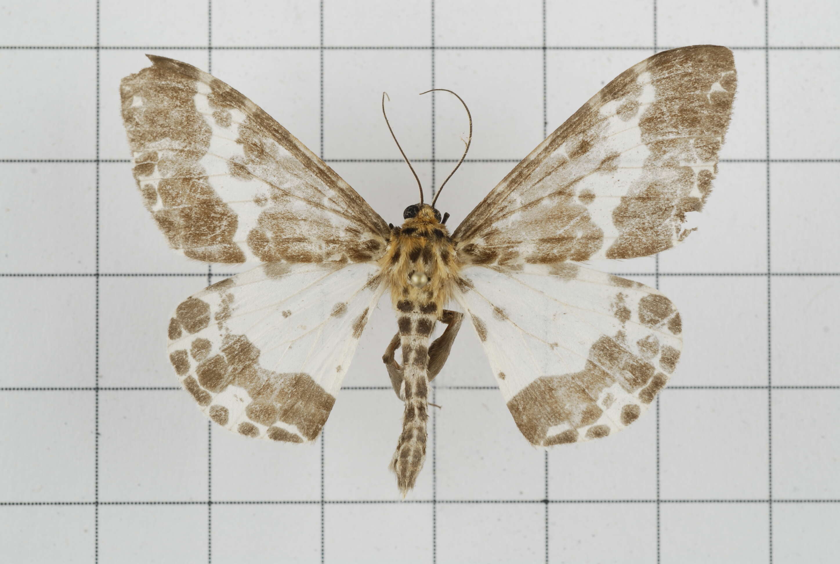 Image of Dilophodes baria