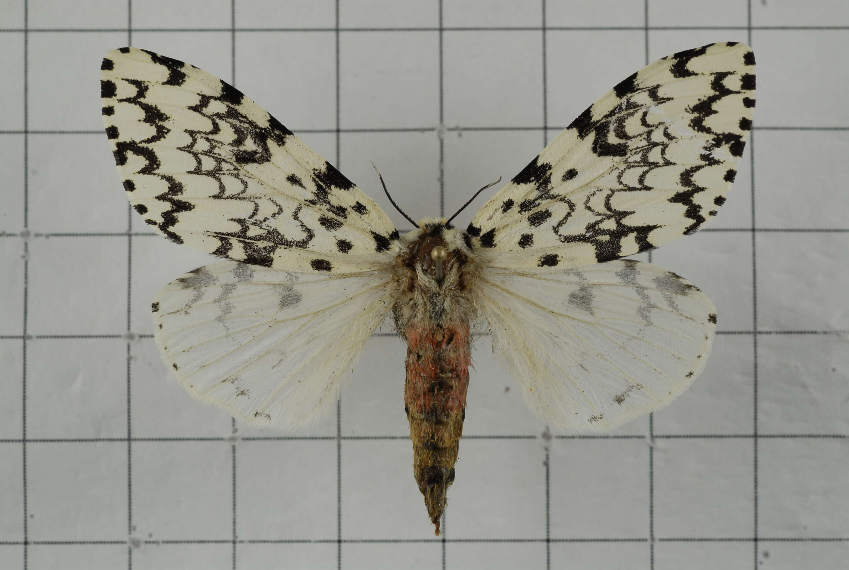 Image of Lymantria concolor Walker 1855