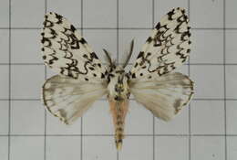 Image of Lymantria concolor Walker 1855