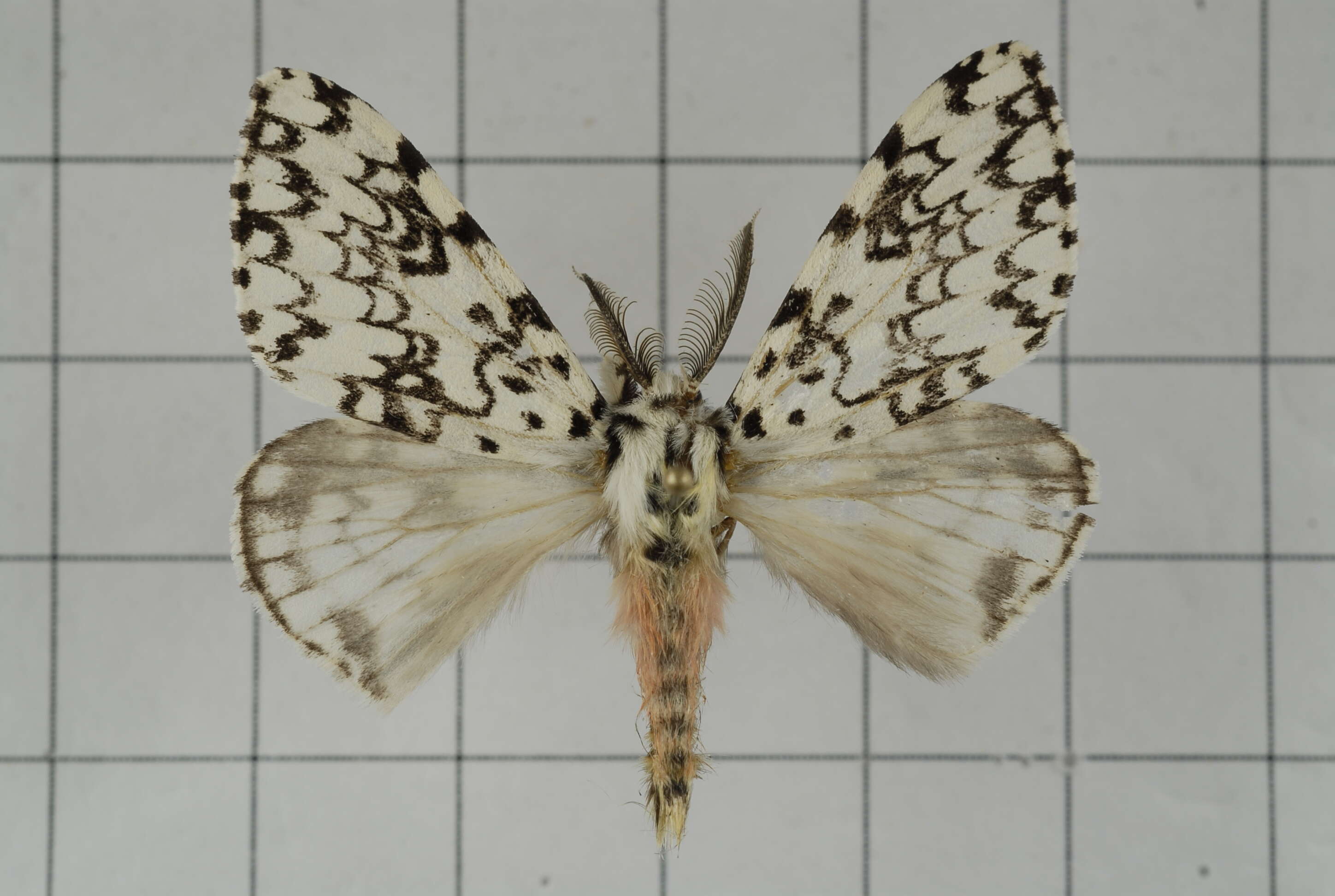 Image of Lymantria concolor Walker 1855